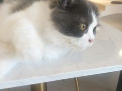 -飞行喵MR PILOT|猫舍·猫咖(静安大融城店)