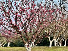 -上海共青森林公园