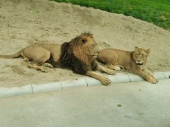 -北京野生动物园