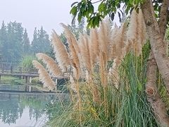 -眉山湿地公园(东坡区)