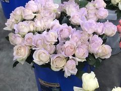 -三圣花乡旅游区