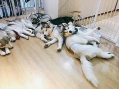 -Husky Go! 哈士奇体验馆·宠物咖啡厅狗咖