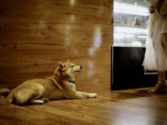 -柴务处·柴犬主题狗咖