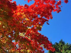 景点-北海道厅旧本厅舍(旧本庁舎)