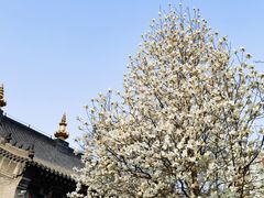 -护国法轮寺