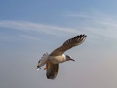 -云轩海鲜饭店(金梦海湾店)