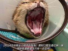 -御宝贝24h宠物医院·转诊中心·CT核磁血透中心(厦门总院)