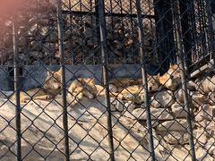 -大连森林动物园