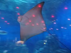 -烟台海昌鲸鲨海洋公园