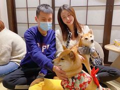 -逗柴咖啡屋·狗咖猫咖宠物桌游