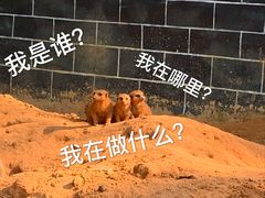 -贵州森林野生动物园