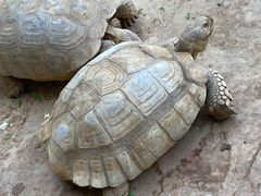 -辛玛王国游乐园