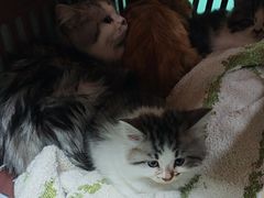 -北京观赏动物医院·24小时大型综合·猫专科·异宠专科