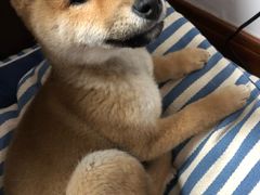 -爱妮康宠物医院·干细胞免疫细胞·肿瘤·心脏(张江店)