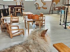 -豆逗聊愈猫阁Easy Life