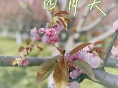 -高东镇樱花园
