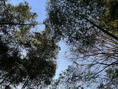 -大奇山国家森林公园