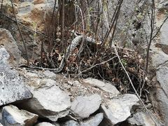 -北京鹫峰国家森林公园