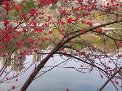 -重庆彩云湖湿地公园