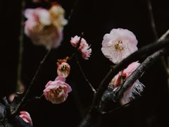 -杭州植物园