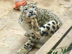 -青藏高原野生动物园