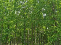 -黄海国家森林公园