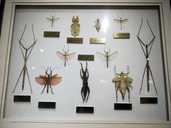 -上海昆虫博物馆