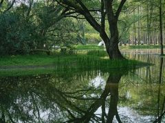 -上海共青森林公园