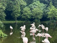 -广州动物园