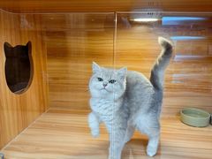 -猫十亿·布偶金渐层·曼基康矮脚猫舍(青年路店)