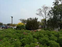 -天津东丽湖风景区