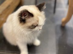-猫小院猫主题餐厅(南锣旗舰店)