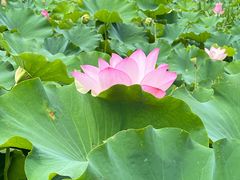 -嘉北郊野公园