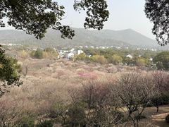 -香雪海