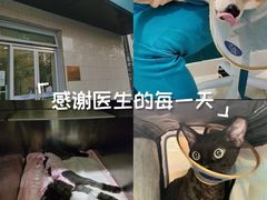 -美迦爱动物医院·夜诊(朝阳路诊疗中心)