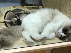 -屋虎猫馆(宝安大仟里店)