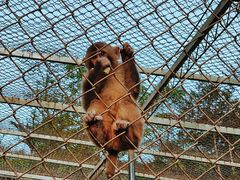 -王顺山国家森林公园