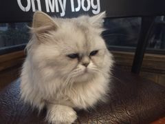 -Oh My Dog宠物沙龙(伊珊娜皮毛护理店)