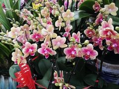 -秦美花卉(天朗·莱茵小城2期店)