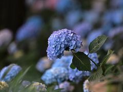 -茅家埠