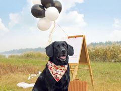 -超宠爱宠物摄影-Super pet