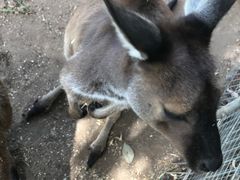 -费瑟代尔野生动物园