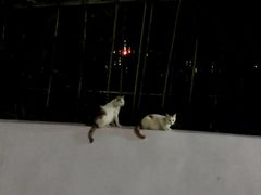 -张钰强中医正骨推拿连锁(唐家人才公寓店)