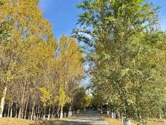 -长白岛森林公园