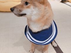 -逗柴咖啡屋·狗咖猫咖宠物桌游