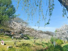 -羊山湖公园