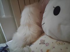 -pd派德宠物中心医院24H急重症·眼科中心·血液透析中心(嵩山北路店)