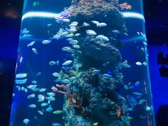 -芜湖新华联大白鲸海洋公园