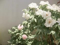 -中国昆曲博物馆