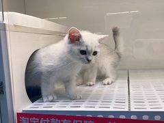 -lincat·猫舍(广州店)